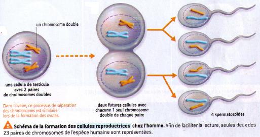 Chap.1 : Reproduction conforme de la cellule méiose et réplication de l ...